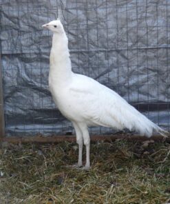 White Peafowl Pair
