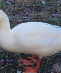 White Pekin Duck For Sale