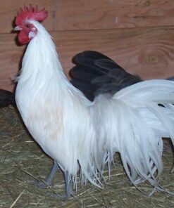 White Phoenix Bantam