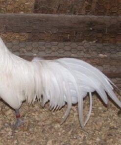 White Phoenix Standard Chicken