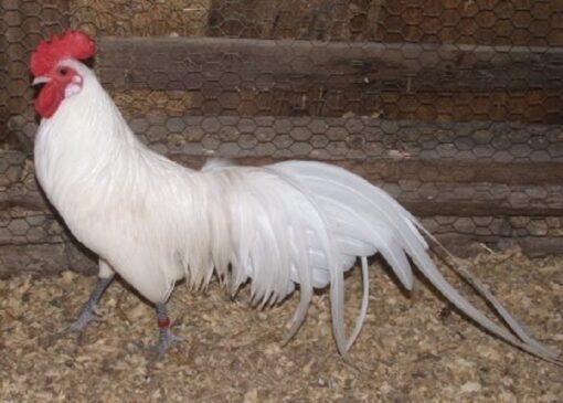 White Phoenix Standard Chicken