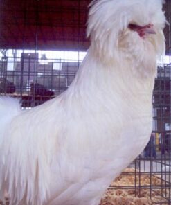 White Polish Chicken