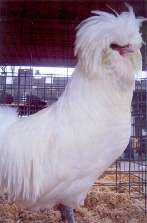 White Polish Chicken