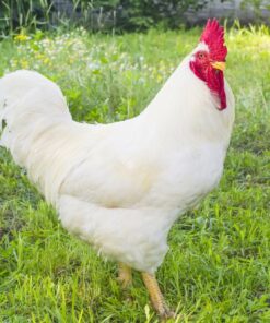 White Rock Chicken