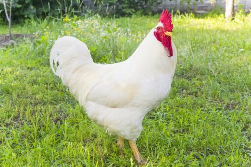 White Rock Chicken
