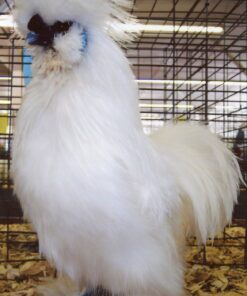 White Silkie Bantam