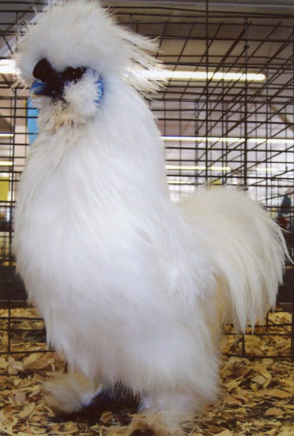 White Silkie Bantam