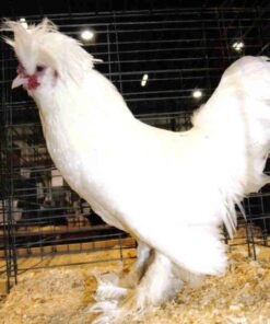 White Sultan Chicken