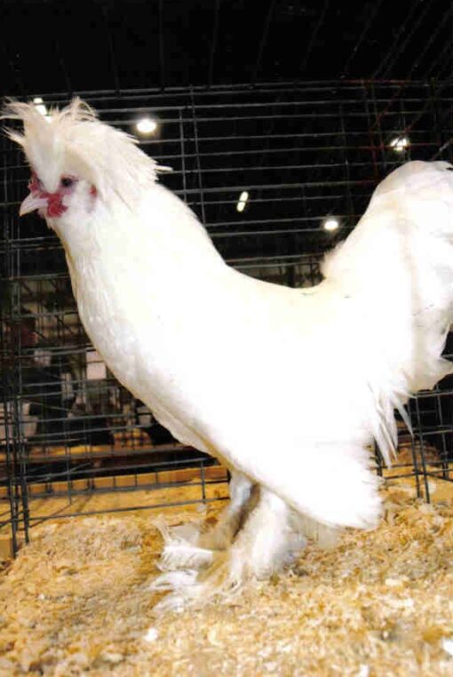 White Sultan Chicken