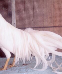 White Yokohama Chicken