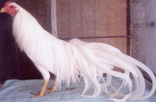 White Yokohama Chicken
