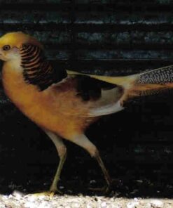 Yellow Golden Pheasants Pair